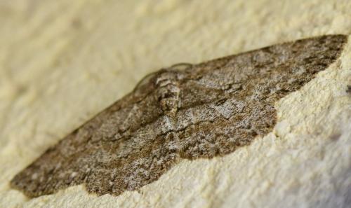 Réf. 268 153 : Hypomecis punctinalis